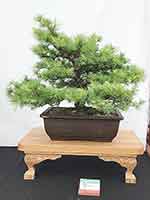 Japanese Larch